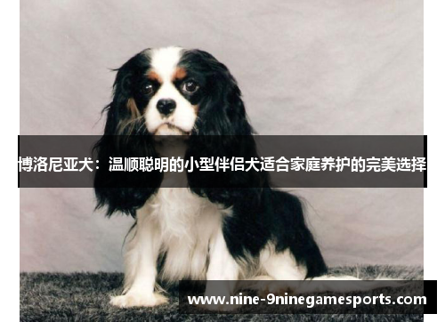 博洛尼亚犬：温顺聪明的小型伴侣犬适合家庭养护的完美选择